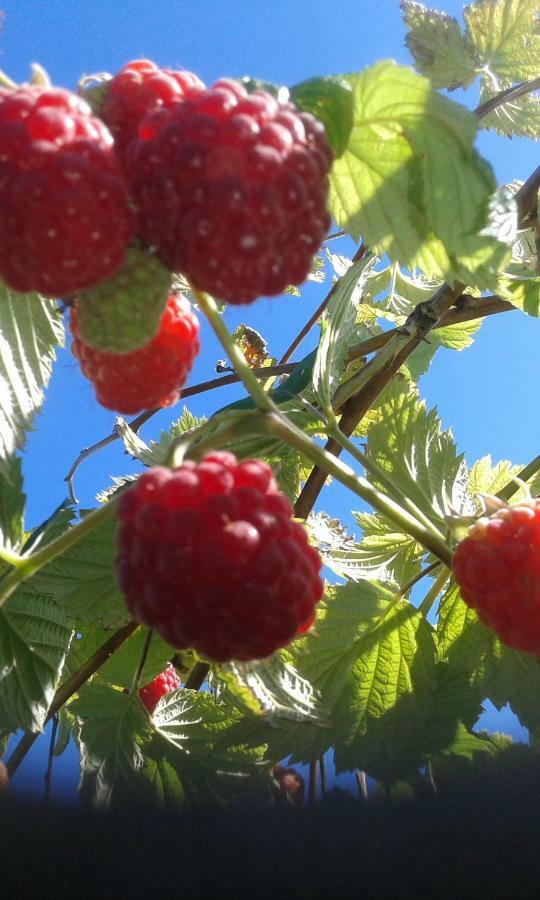 Mo Gardsferie-Pers Frukthage Villa Oystese Bagian luar foto